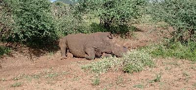 Laisser les comportements naturels s'exprimer