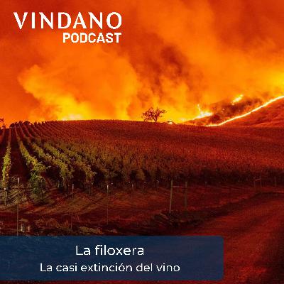La Filoxera - La casi extinción del vino