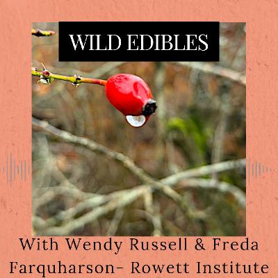Episode 371: Wild Edibles
