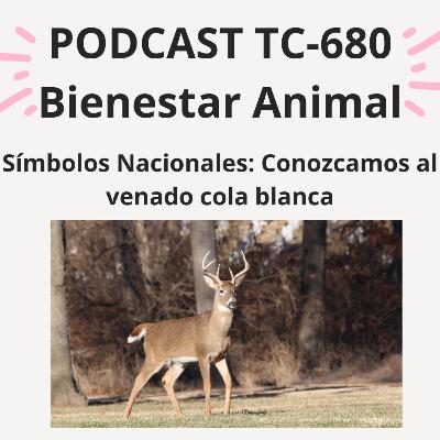 50. Símbolos Nacionales: ¡conozcamos al venado cola blanca!