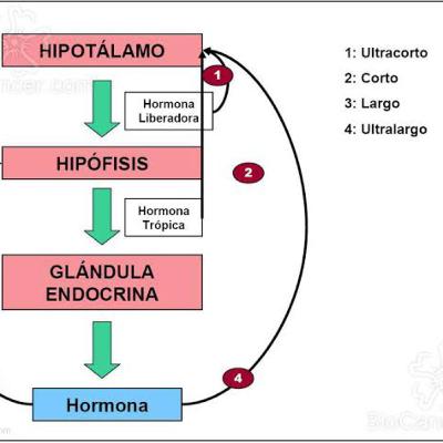 Ejes Hipotálamo-Hipofisiarios