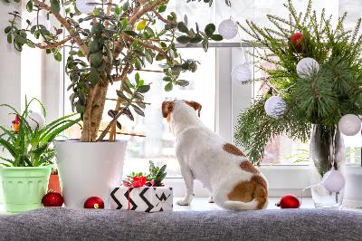 Which holiday plants are naughty or nice? Here's a list to keep kids and pets safe