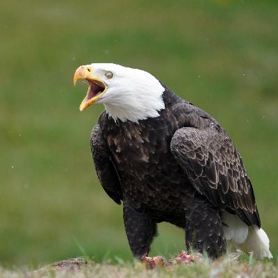 Bald Eagles eat danger for breakfast: Season Watch Podcast debut