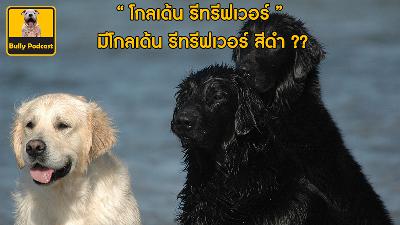 โกลเด้น รีทรีฟเวอร์ สีดำ มีด้วยเหรอ ?? The Cutedog’s Podcast EP 13 โกลเด้น รีทรีฟเวอร์ สีดำ มีด้วยเหรอ ?? The Cutedog’s Podcast EP 13