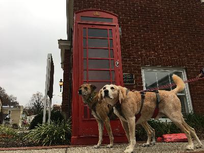 Pawcast Podcast #32 Indiana Pawcast Podcast #32 Indiana