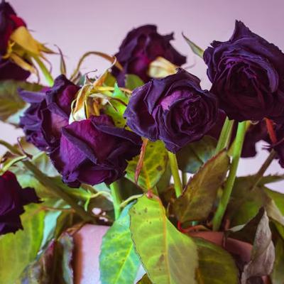 Ep. 456: Don’t Water Dead Roses Ep. 456: Don’t Water Dead Roses