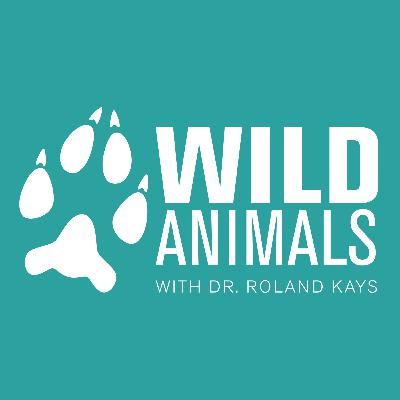 WDF128: The African Wild Dog Who Was a Phoenix