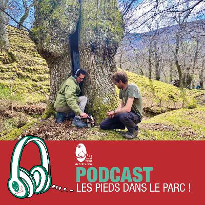 Castanea vibrations / Documentaire sonore
