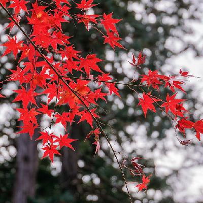 第84期：不去人挤人，东京周边小众观赏红叶地点推荐