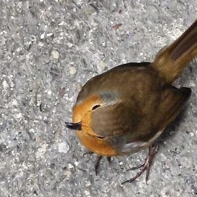 A robin with a crooked beak and crows on the beach at Lissadell