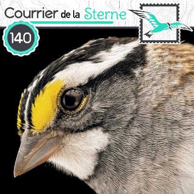 CDLS#140 : L'habit ne fait pas le moine ( Engoulevent d'Europe et Bruant à gorge blanche)