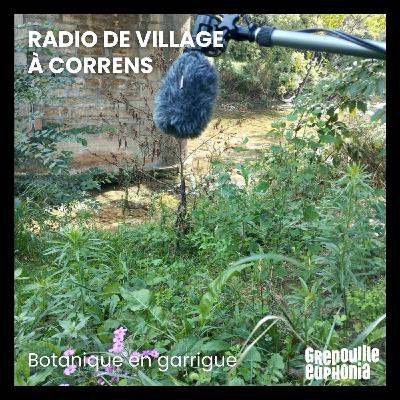 Botanique en garrigue Botanique en garrigue