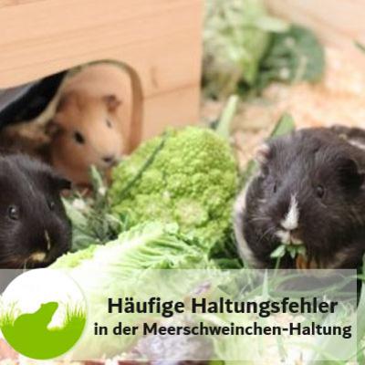 Häufige Haltungsfehler beim Meerschweinchen Häufige Haltungsfehler beim Meerschweinchen