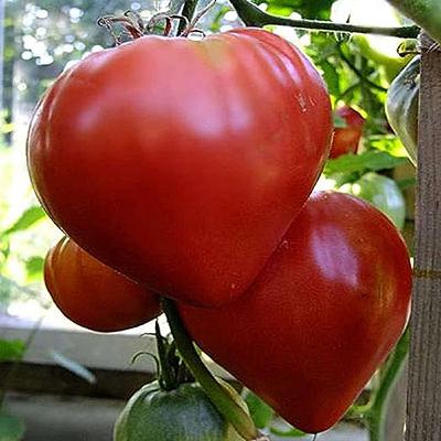Sam Goldenberg - Growing Carmella Tomatoes