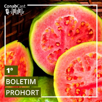 Boletim Prohort: alface apresenta queda de preços, enquanto cotações de batata e cenoura sobem