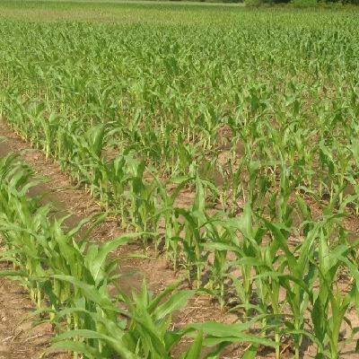Fertility Series: Nitrogen and Sulfur Management | Its challenges and rewards of reducing its risk