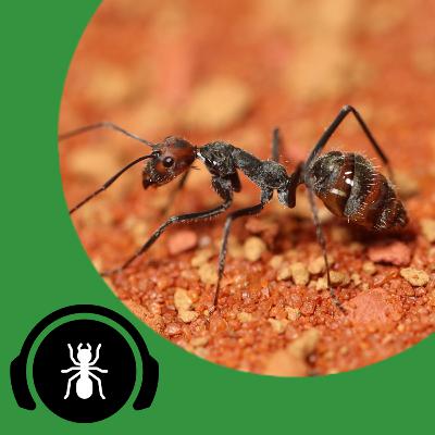 The Worst Ant Keeping Mistakes... | The Ant Podcast #37