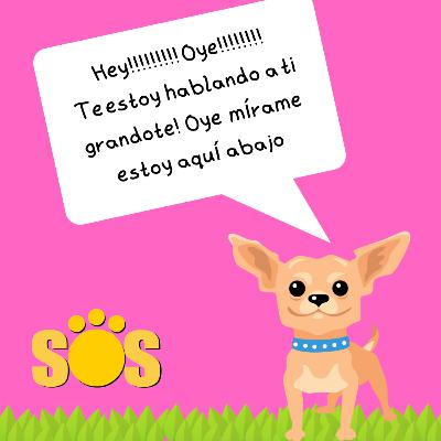 NO ES CASUALIDAD QUE LOS PERROS PEQUEÑOS LADREN MUCHO MÁS