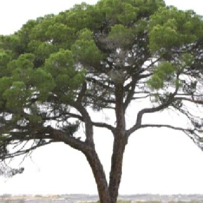 Árboles de la provincia de Huelva con leyendas, una fuente inagotable Árboles de la provincia de Huelva con leyendas, una fuente inagotable