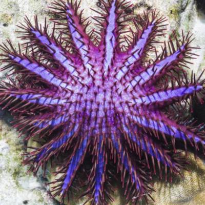 Ep. 022 - You're Not Real and That's Okay (6/8/21) Ep. 022 - You're Not Real and That's Okay (6/8/21)