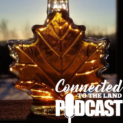 The Giving Trees: Tapping In For Maple Syrup