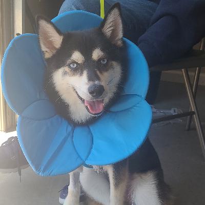 From Puppies to Poetry (w/ guest Tracey!)