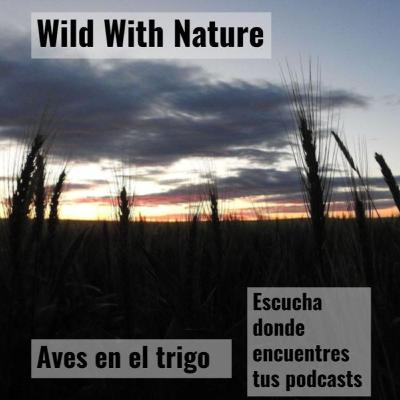 Aves en el trigo: la agricultura industrial y las aves en declive