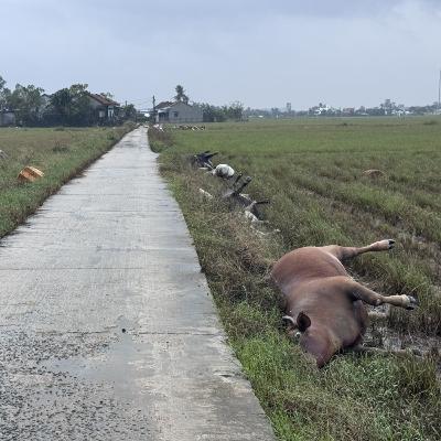 Tin trong nước - Đắk Lắk khẩn trương vệ sinh-phòng dịch ở vùng lũ phía Đông
