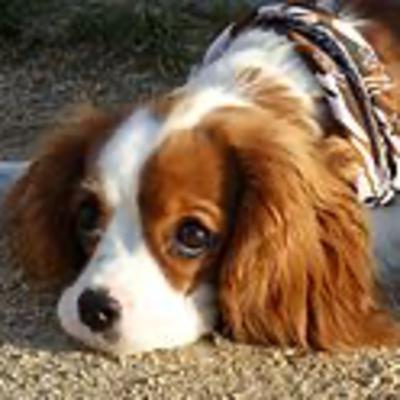 Cavalier King Charles Spaniel