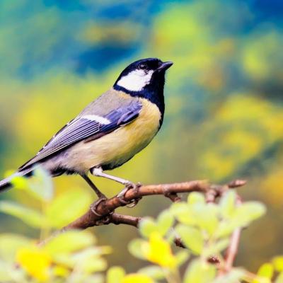 Episode 1 : Bird