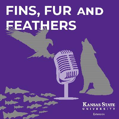 Feral Swine Feral Swine