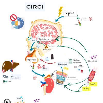 Podríamos usar corticoides en sepsis ? Podríamos usar corticoides en sepsis ?