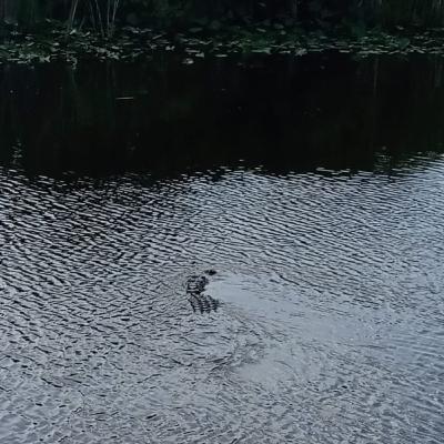 Pescando un Aligator by Carlos Garrrido