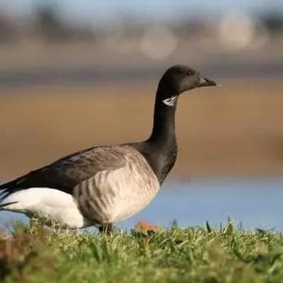Naturefile - Brent Geese