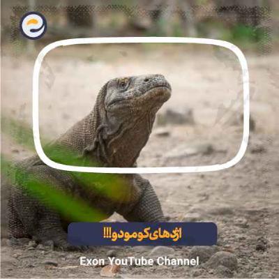 اژدهای کومودو، بزرگترین مارمولک روی کره زمین