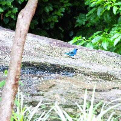 Overcoming Trials Overcoming Trials