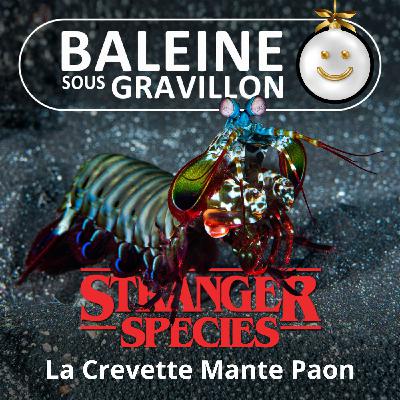 STRANGER SPECIES 6/12 : La Crevette Mante Paon, des baffes comme des balles...