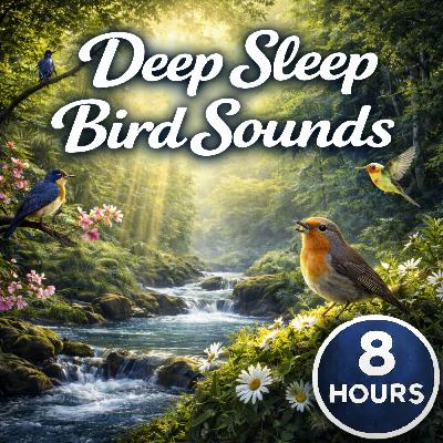Quiet Woodland Birdlife