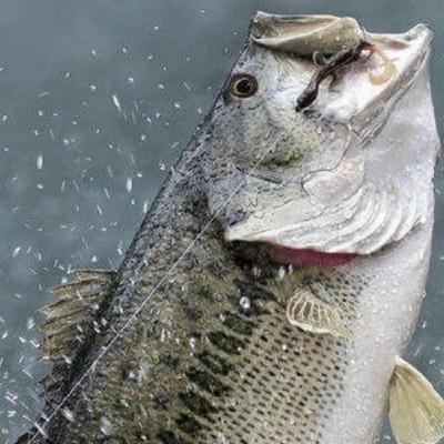 Bass Fishing The American Dream