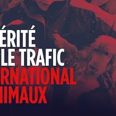 La vérité sur le trafic international d'animaux - J. Pensu - # politique La vérité sur le trafic international d'animaux - J. Pensu - # politique