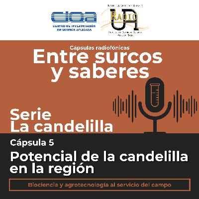 Serie La candelilla: Cápsula 5 - Potencial de la candelilla en la región.