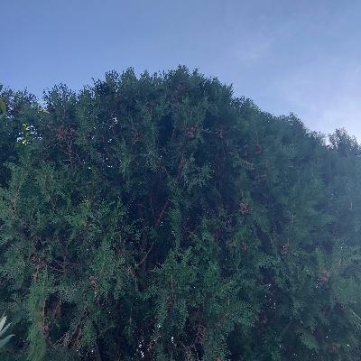 AYŞENUR SARIGÜL YOLLARDA, Yine Yeniden Yollarda-Ardıç Ağacı