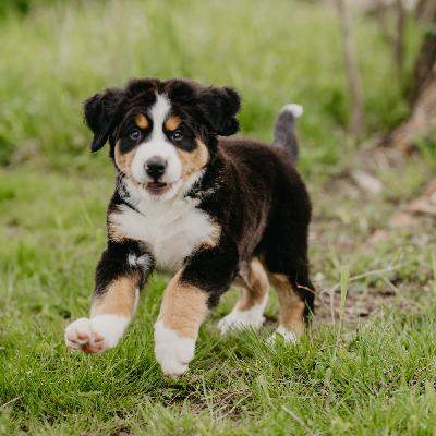 Hund Struppel und die kleine Raupe
