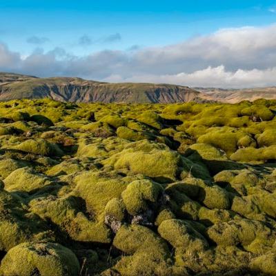 TOGLIFE LIVE - News, tech and chat - (Green theme)