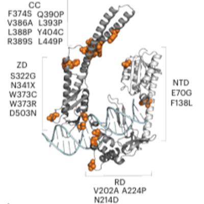 Site-specific DNA insertion into the human genome with engineered recombinases