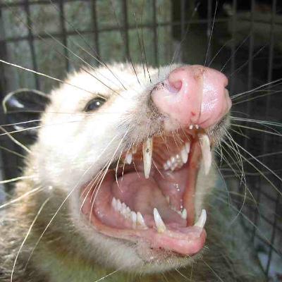 Possum In My Christmas Tree (Demo)