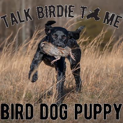 17 | Bringing Home a Birddog: Your First Bird Dog Puppy 17 | Bringing Home a Birddog: Your First Bird Dog Puppy