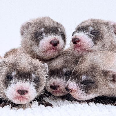 Reverse Course: Cloning, tracking and rebuilding to save animals on the brink