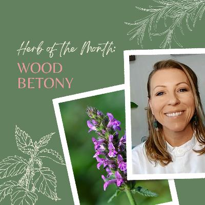 Herb of the Month: Wood Betony | Ashley Elenbaas