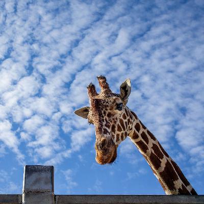 Bauen für Tiere? - Natascha Meuser und die Zoo-Architektur
